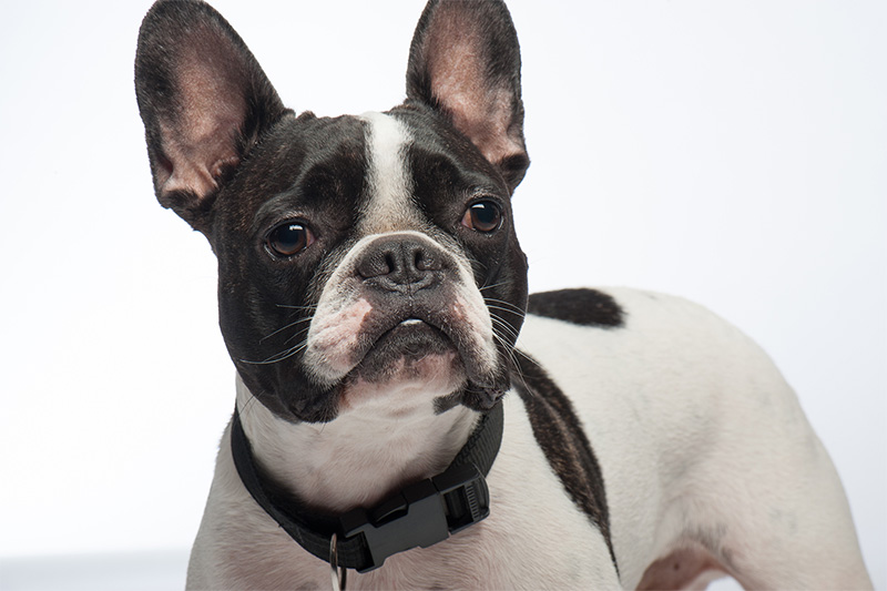 French bulldog