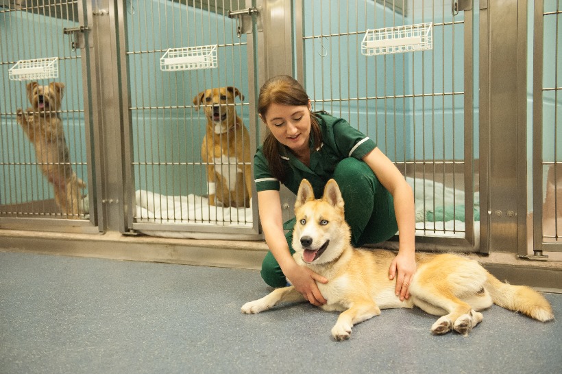 Dog ward at the Beaumont Sainsbury Animal Hospital