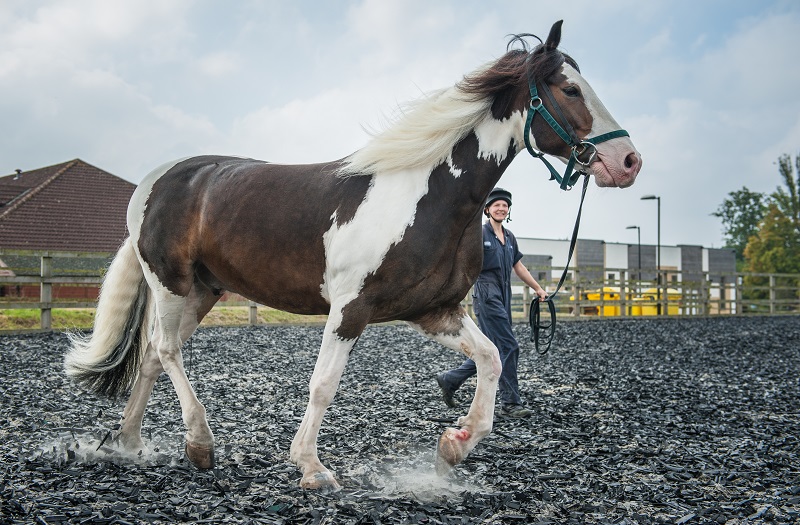 Horse being lunged