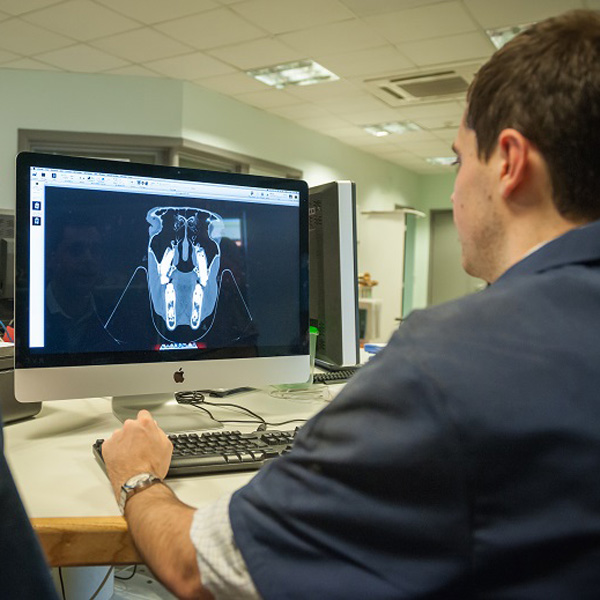 vet looking at diagnostic image on screen