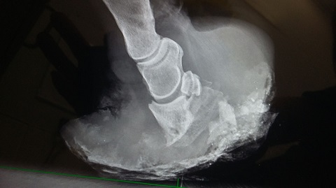 severe equine laminitis xray 