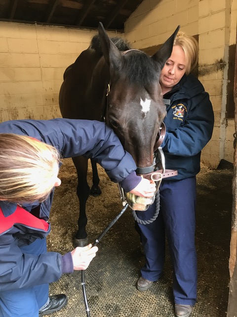 Vet performing gastroscopy examination