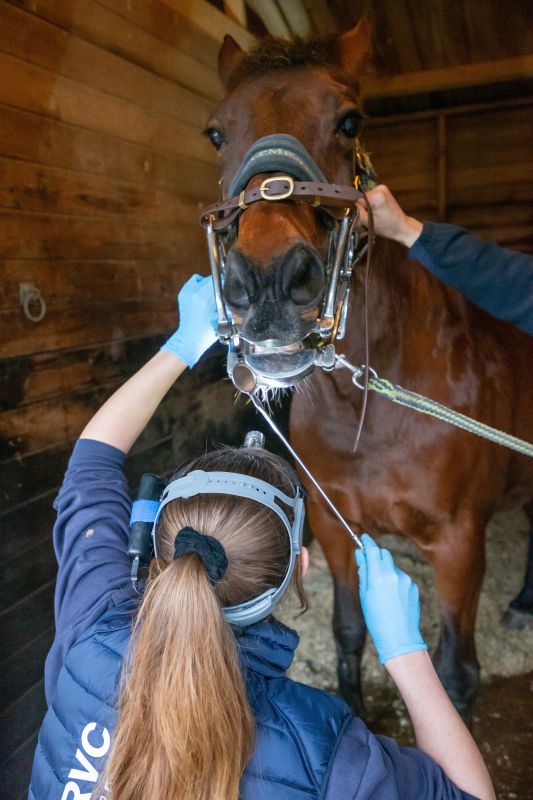 Vet using an instrument on the mouth of a horse