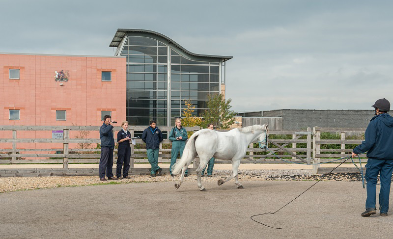 horse being trotted on rein