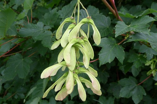 Sycamore seeds and leaves