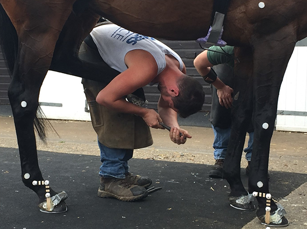 Farrier shoeing