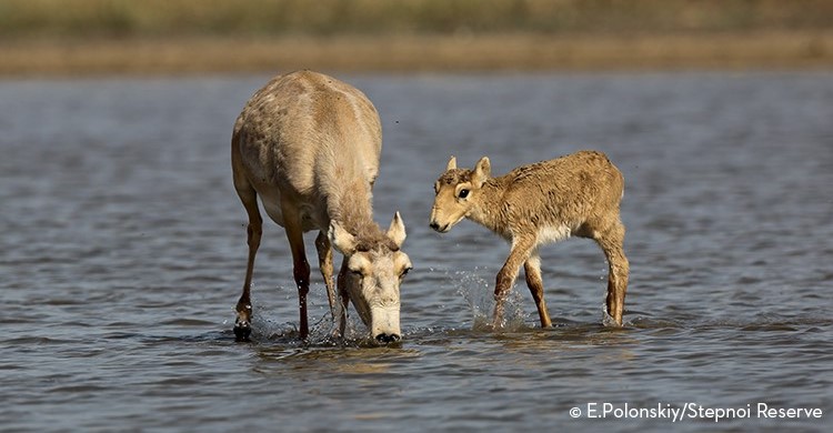 Saiga with calf standing in water