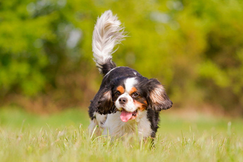 Cavalier King Charles spaniel