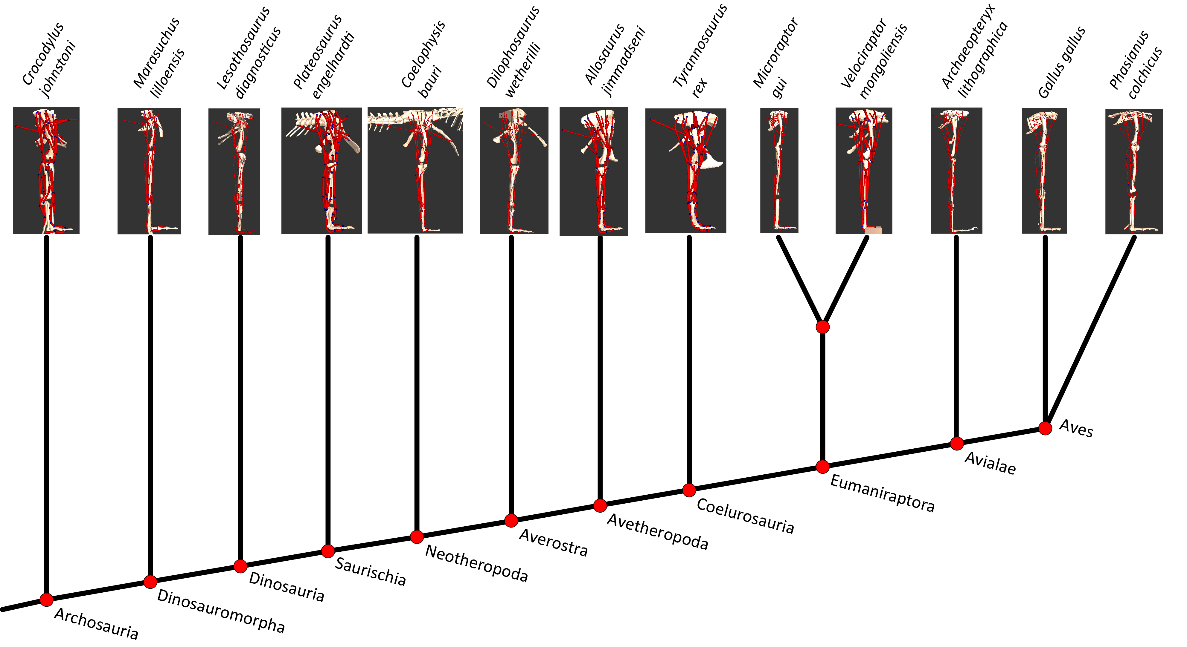 Evolutionary tree of dinosaurs