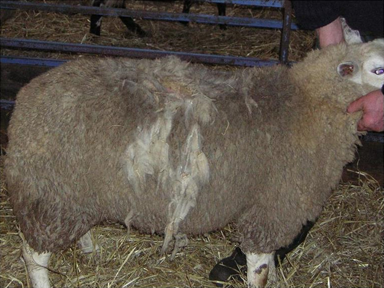 sheep suffering from sheep scab