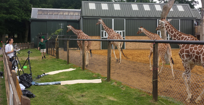 Giraffes walking past the recording equipment