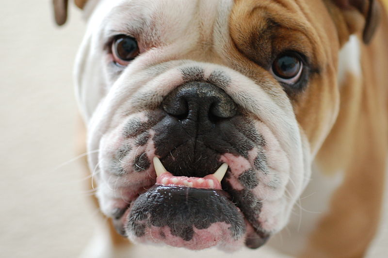 Bulldog