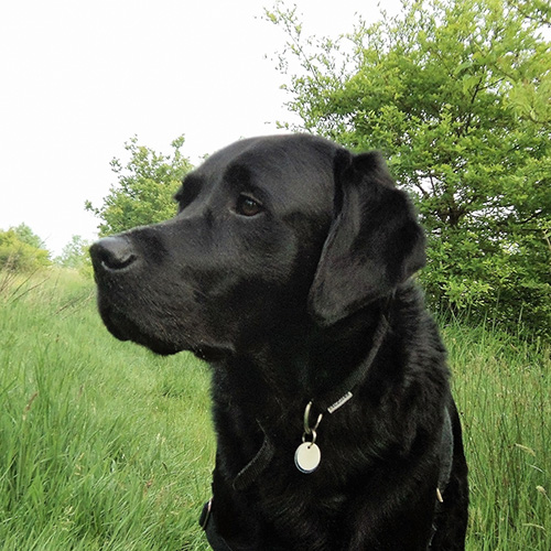 black labrador