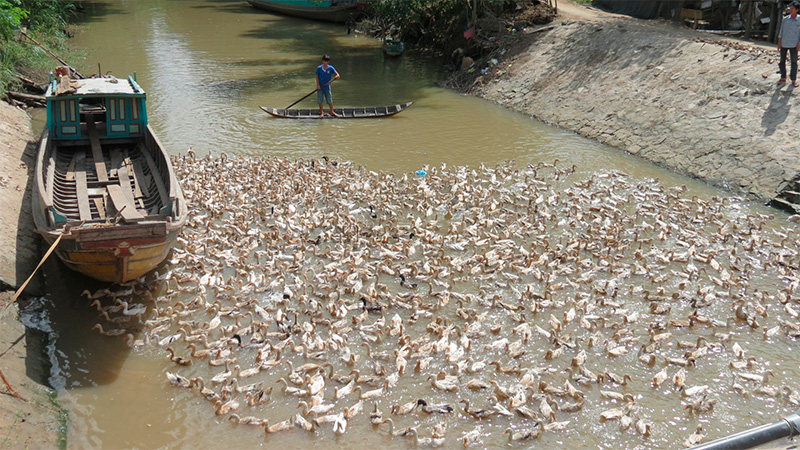 hundreds of ducks grazing on a river watched by the farm from a small boat