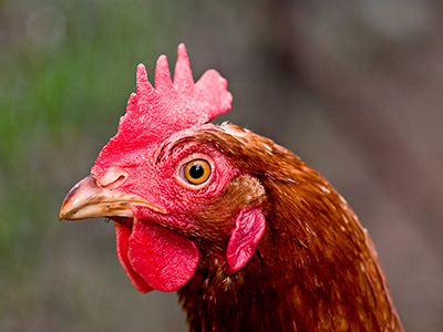 close up of hen's head