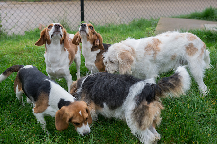 Photograph of dogs in the RVC's DMD research programme playing in a grassy paddock