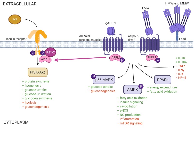 Receptor/signalling graphic