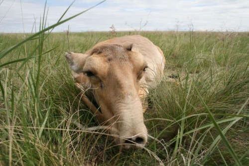 Saiga antelope