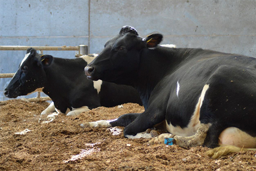 Cows sitting down