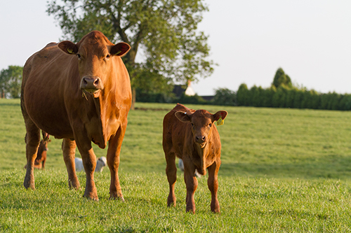 Cow looking at researcher using laptop