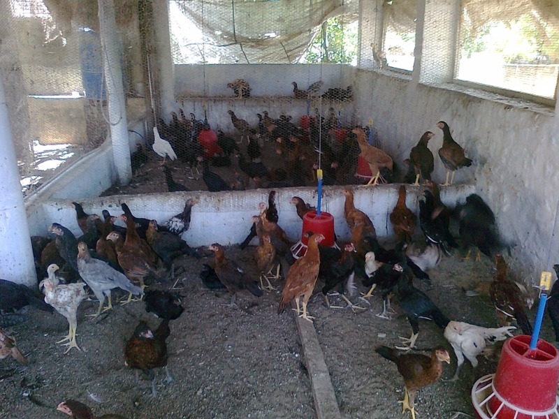 chickens in india