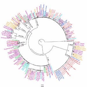 eimeria genetic tree