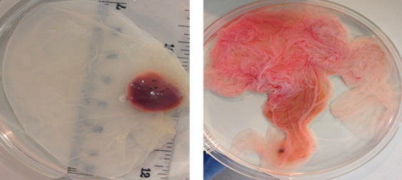 naturally aborted horse embryos on petri dishes