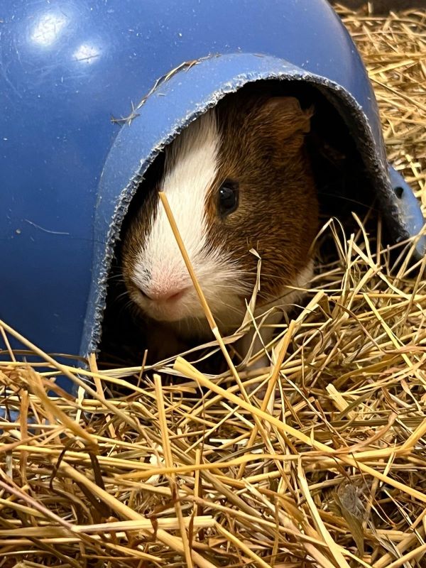 ultrasound scan of guinea pig foetus