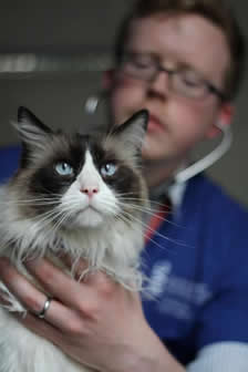 cat being examined by a vet