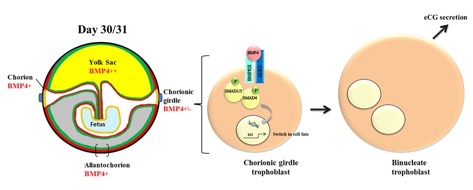 Mechanisms regulating trophoblast differentiation in the mare