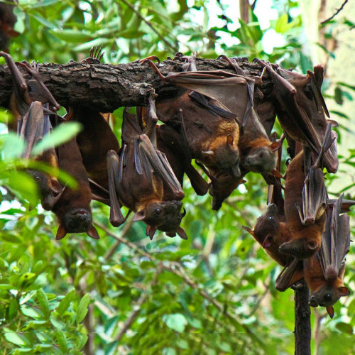 Bats hanging from a branch