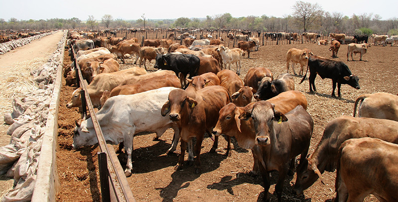 Cattle feeding