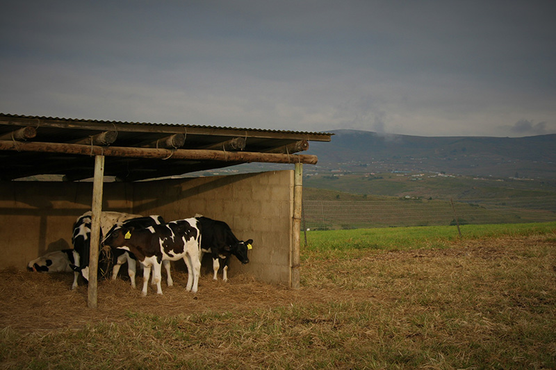 Cattle in a shelter