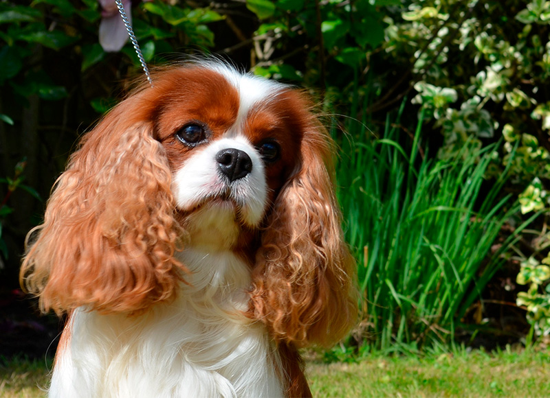 Cavalier King Charles spaniel