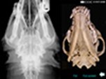 Canine Radiographs