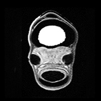 Distal Imaging icon