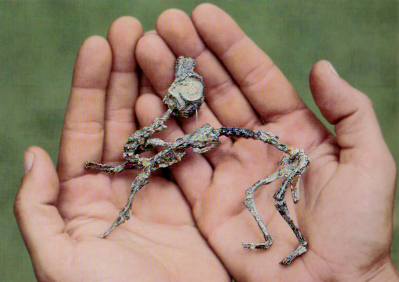 Fossilised skeleton held in cupped hands