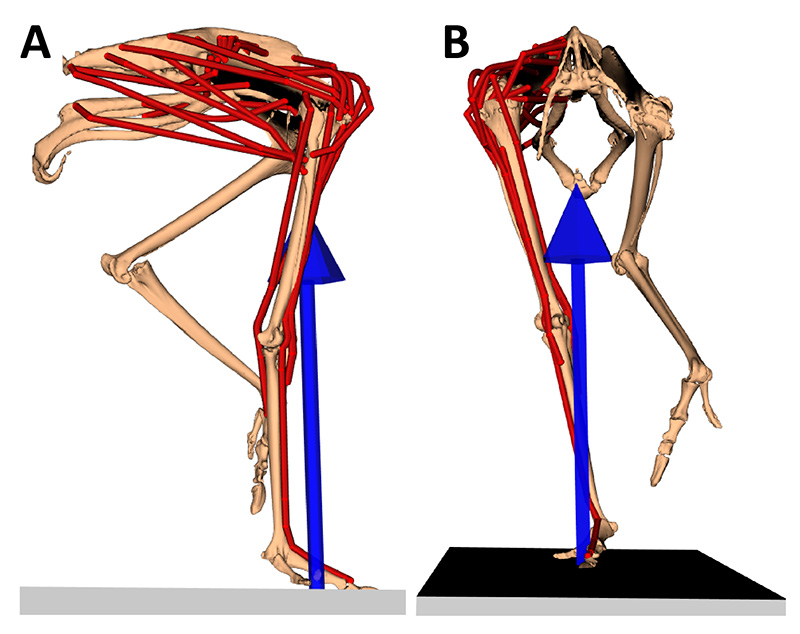 RVC study uses computer optimization to show ostrich gait in detail ...