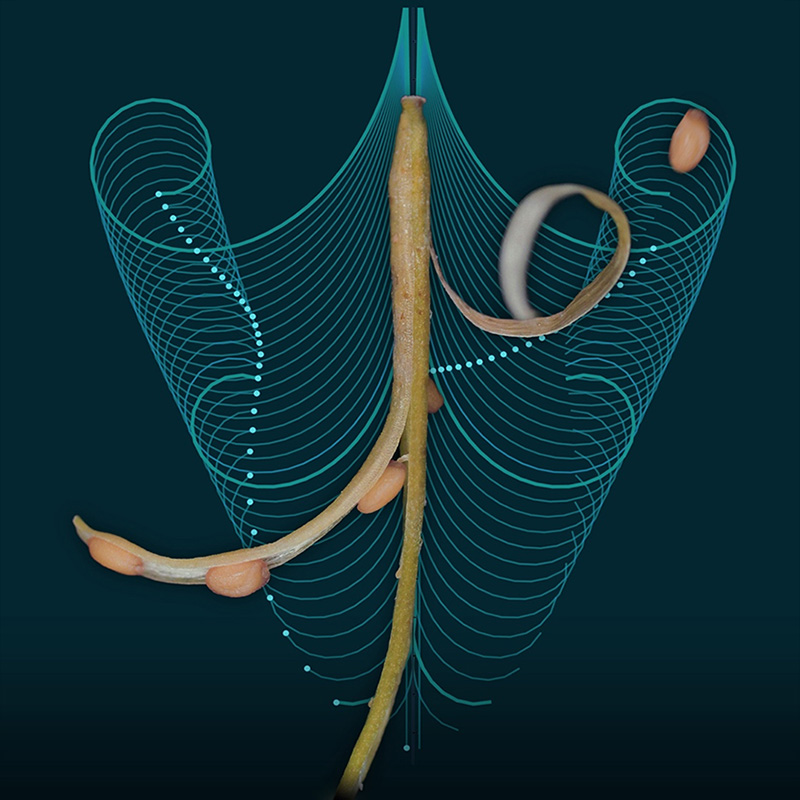 computer generated graphic of seed dispersal mechanism