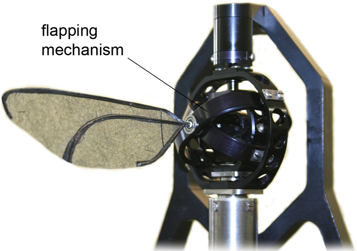 Flapping-wing apparatus: built by Dr Nathan Phillips