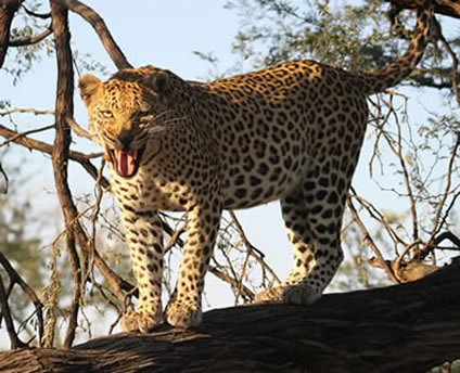 Leopard in a tree