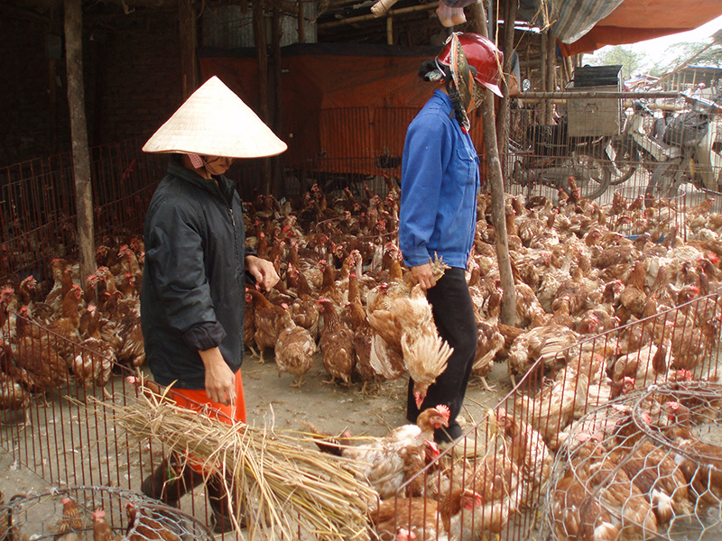 bird market in an asian street