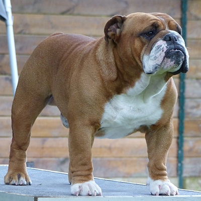 British bulldog