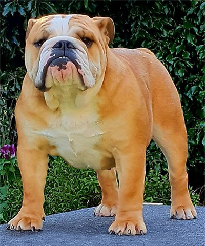 British bulldog