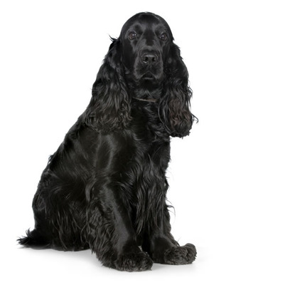 black cocker spaniel