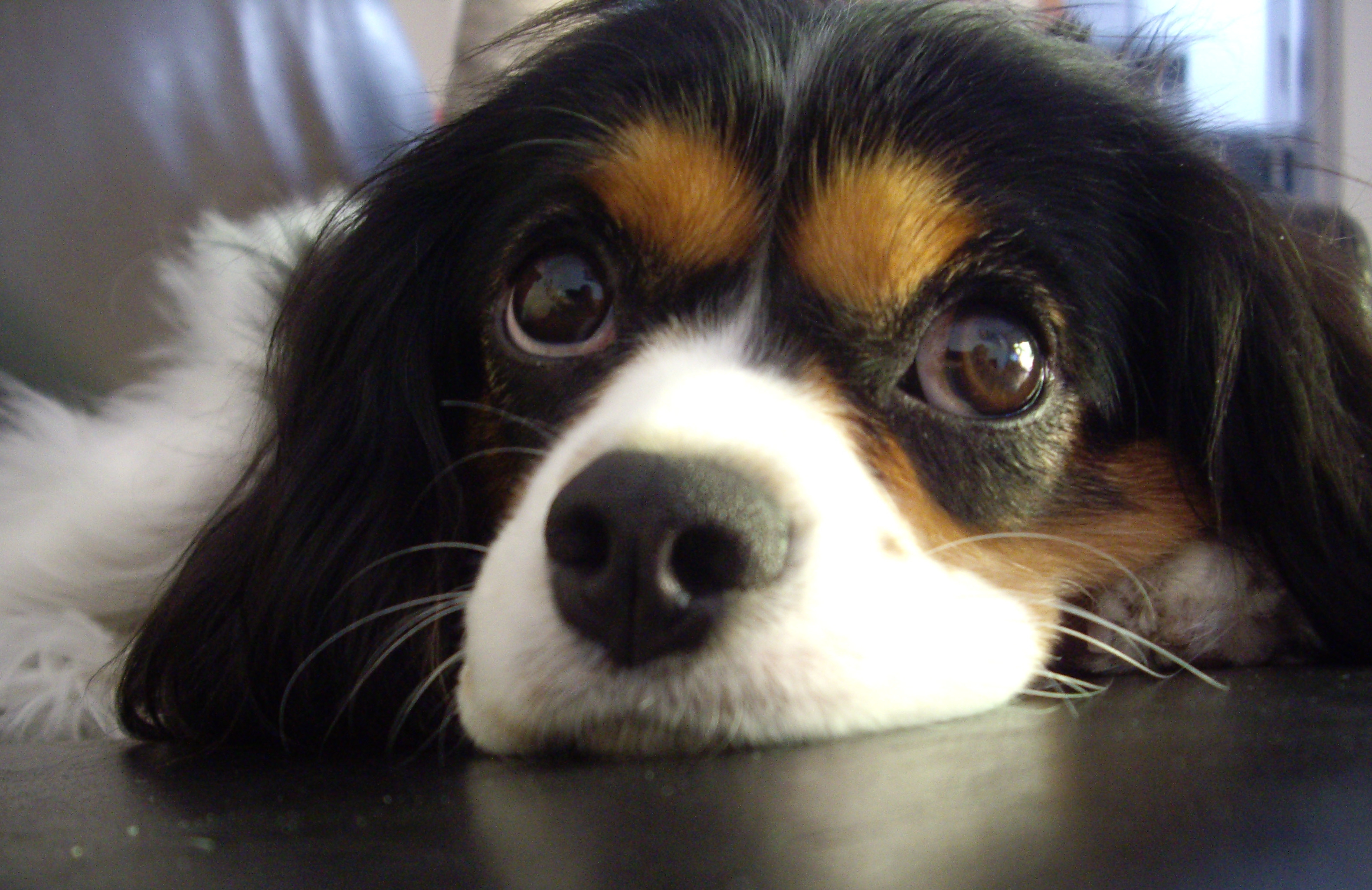 tricolour cavalier king charles spaniel