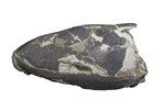 Eusthenopteron skull