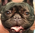 portrait of black french bull dog