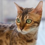 Bengal cat
