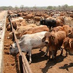 Cattle feeding